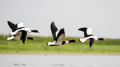 Common Shelduck