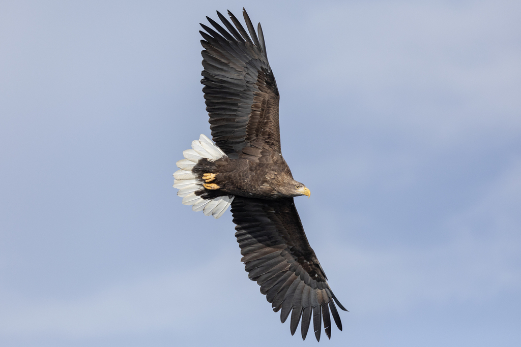 Seeadler