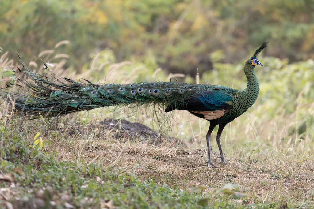 Green Peafowl (Pavo muticus) · iNaturalist