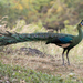 綠孔雀 - Photo 由 Chris Burney 所上傳的 (c) Chris Burney，保留所有權利