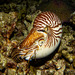 Nautilus macromphalus - Photo (c) Pauline Fey, כל הזכויות שמורות, הועלה על ידי Pauline Fey