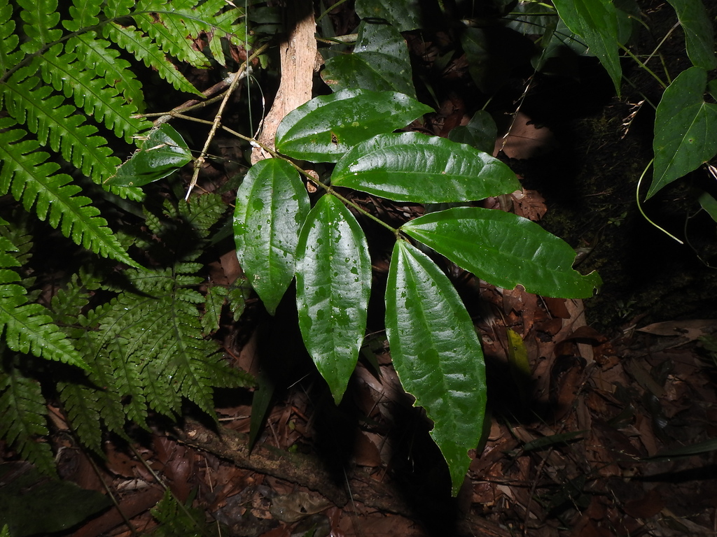 Strychnos cathayensis (Strychnos cathayensis)