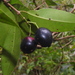 Syzygium kusukusuense - Photo (c) naturalistchu, all rights reserved, uploaded by naturalistchu