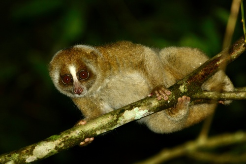 Nycticebus menagensis Lydekker, 1893