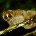 Bornean Slow Loris - Photo (c) ANT.X.LAM, all rights reserved, uploaded by ANT.X.LAM