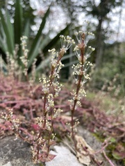 Callisia repens image