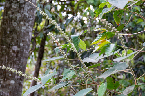 Croton abutiloides
