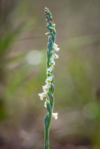 Spiranthes spiralis (L.) Chevall.