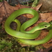 Smooth Greensnake - Photo (c) Jake Scott, all rights reserved, uploaded by Jake Scott