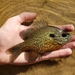 Plains Longear Sunfish × Bluegill - Photo (c) Mickle, all rights reserved, uploaded by Mickle