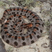 Pygmy Rattlesnake - Photo (c) Jake Scott, all rights reserved, uploaded by Jake Scott