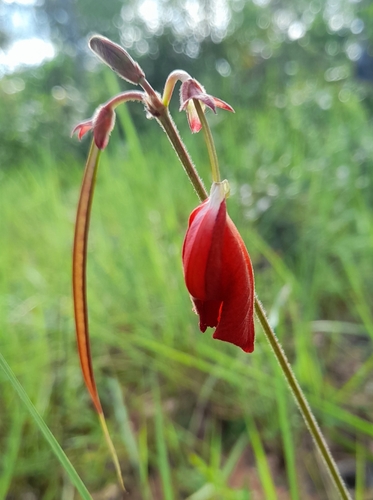 Periandra heterophylla