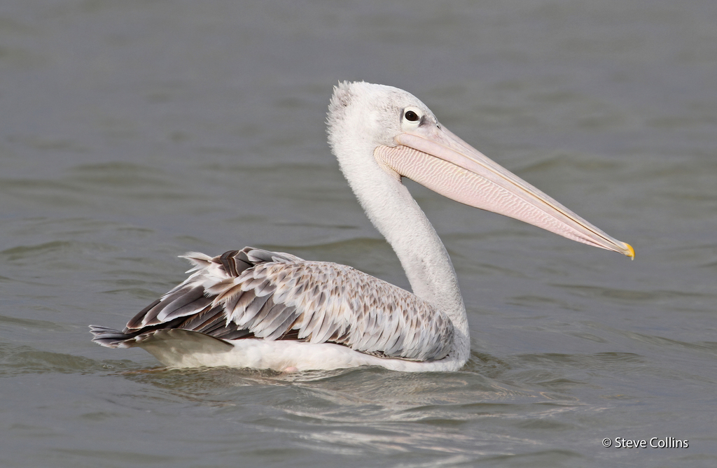 Pink-backed Pelican (Pelecanus rufescens) photo