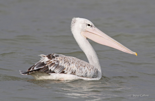 Pink-backed Pelican