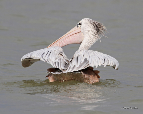 Pink-backed Pelican