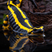 Barred Fire Salamander - Photo (c) Frank Deschandol, all rights reserved, uploaded by Frank Deschandol
