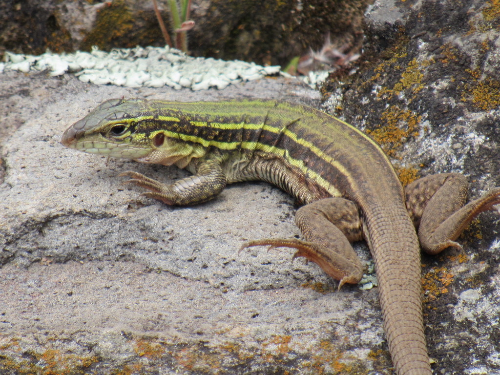 Northern Whiptails from Malinalco, MX-MX, MX on October 18, 2015 by ...