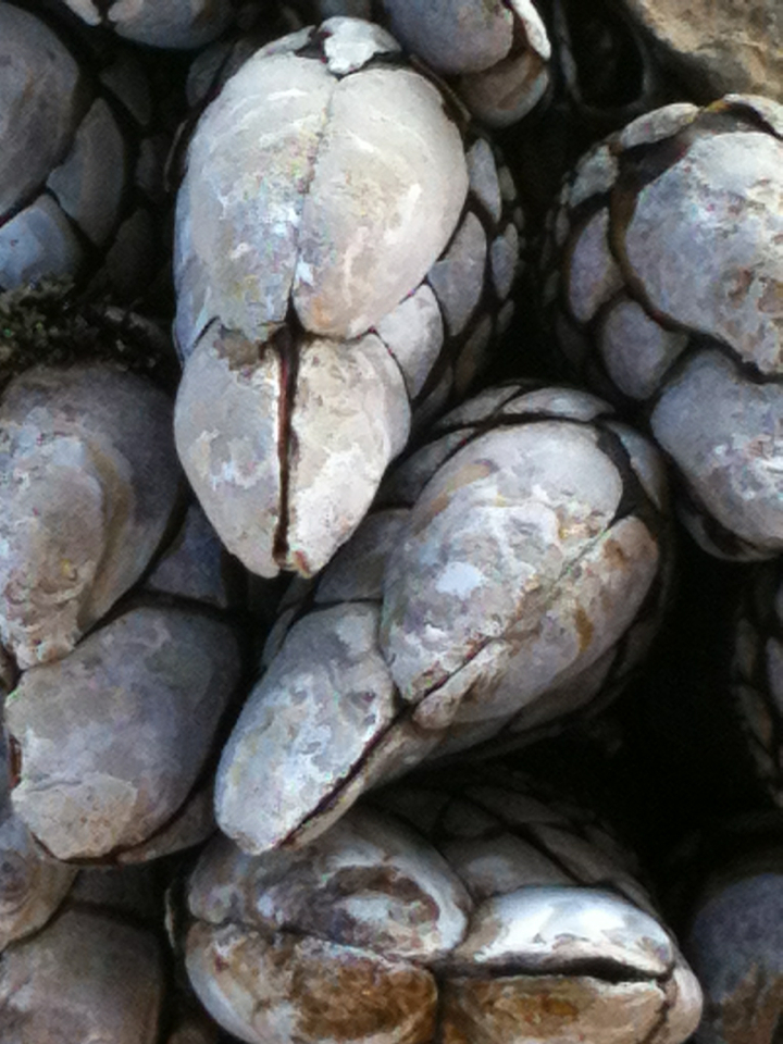 Gooseneck Barnacle From Los Angeles County Us Ca Us On February At Pm By