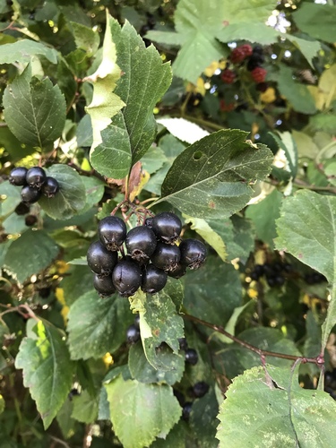 Black Hawthorn (Crataegus douglasii) · iNaturalist.org