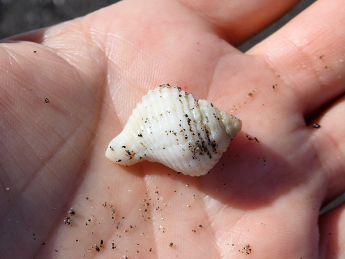 Solenosteira anomala