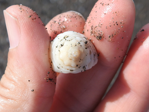 Solenosteira anomala