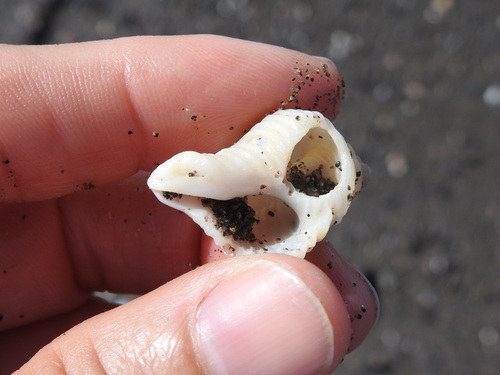 Solenosteira anomala