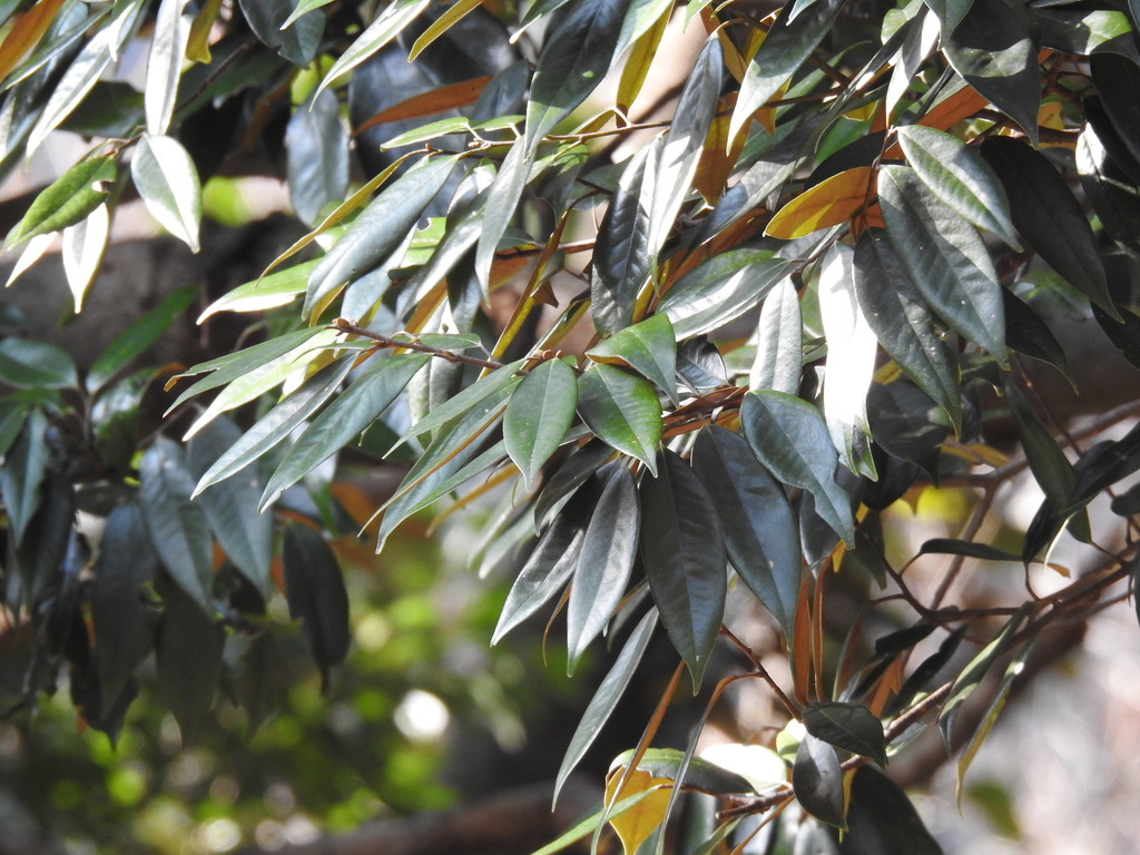 Castanopsis fargesii (Castanopsis fargesii)