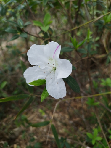 Rhododendron mucronatum