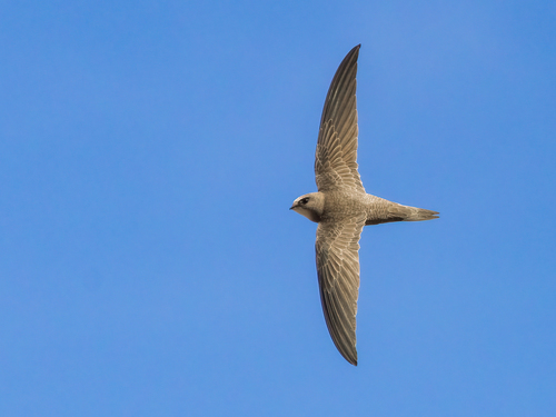 Pallid Swift