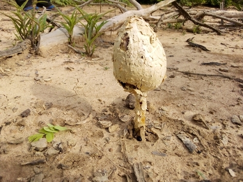 Desert Shaggymane
