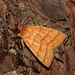 Cutworm Moths and Allies - Photo (c) Timothy Reichard, all rights reserved, uploaded by Timothy Reichard