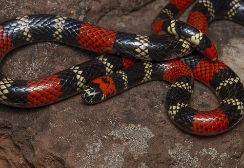 Uruguayan Coralsnake