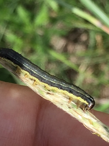 Fall Armyworm Moth