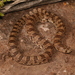 Chihuahuan Hook-nosed Snake - Photo (c) Jake Scott, all rights reserved, uploaded by Jake Scott