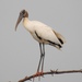 Wood Stork - Photo (c) Andrew Love, all rights reserved
