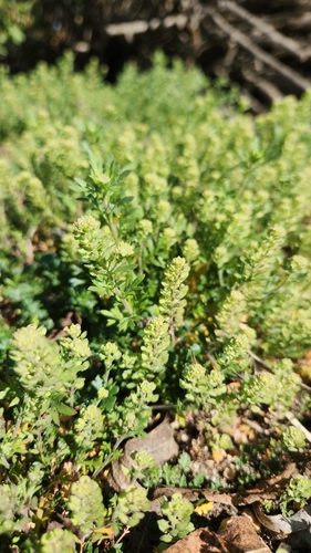 iNaturalist observation photo of Pepperweeds