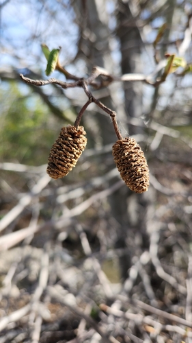iNaturalist observation photo of white alder