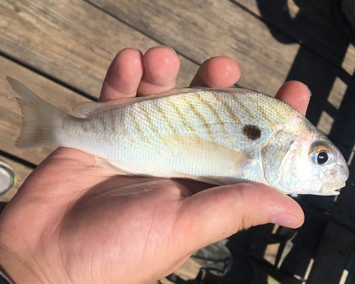 Spot Croaker