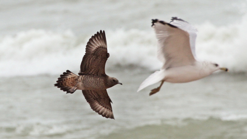 Parasitic Jaeger
