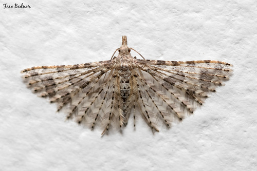 Alucita hexadactyla