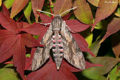 Agrius convolvuli