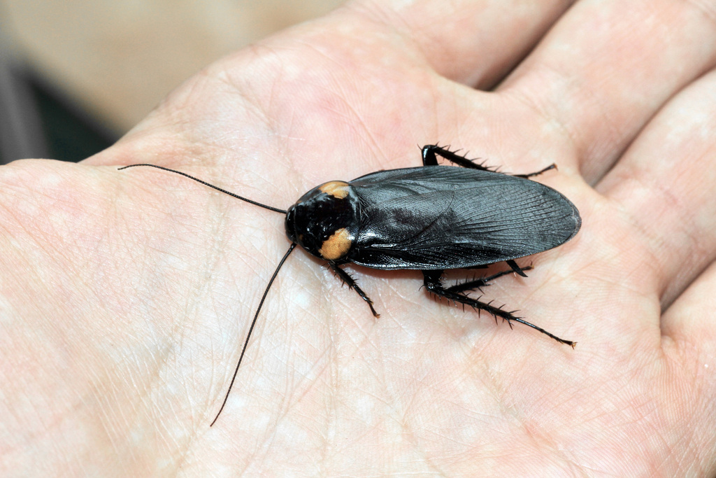 Four-spotted Cockroach From Кенингау, Сабах, Малайзия On March 30, 2011 