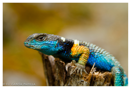 Southern Crevice Spiny Lizard