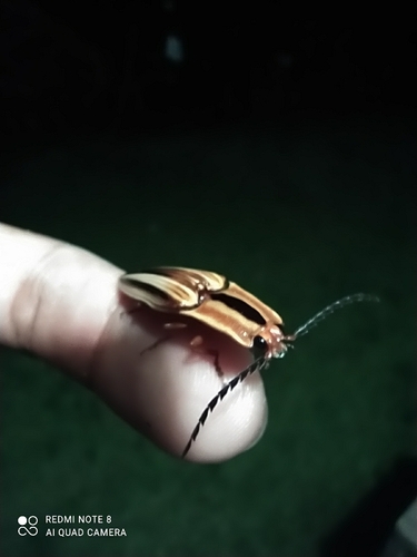 Semiotus serraticornis