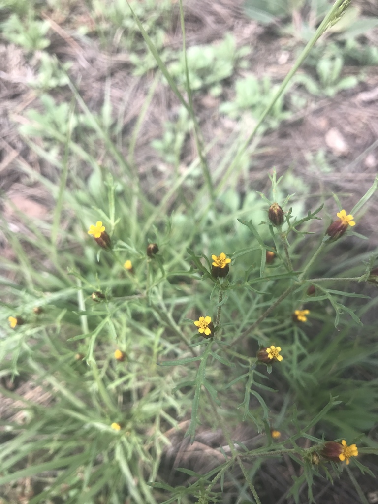 Fetid marigold from Kaibab National Forest, Parks, AZ, US on September ...