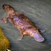 Platypus - Photo (c) nick_rogers, all rights reserved