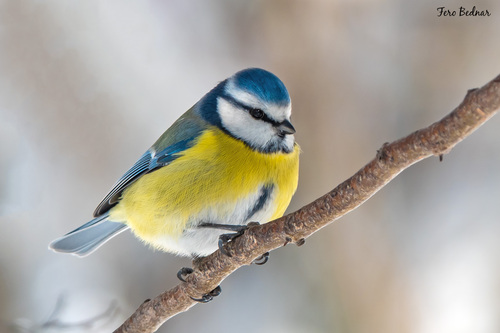 Cyanistes caeruleus