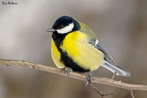 Parus major