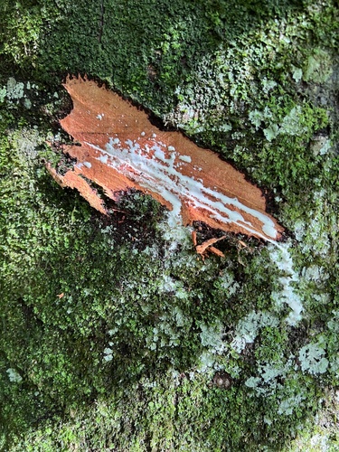 Parahancornia fasciculata