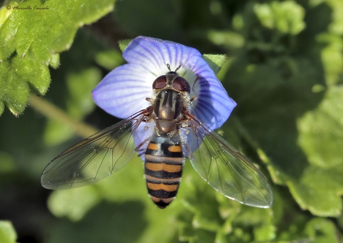 Episyrphus balteatus nuotrauka